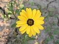 African Daisy yellow